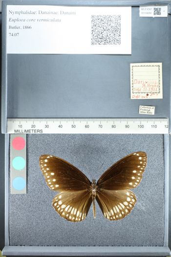 Media type: image;   Entomology 159280